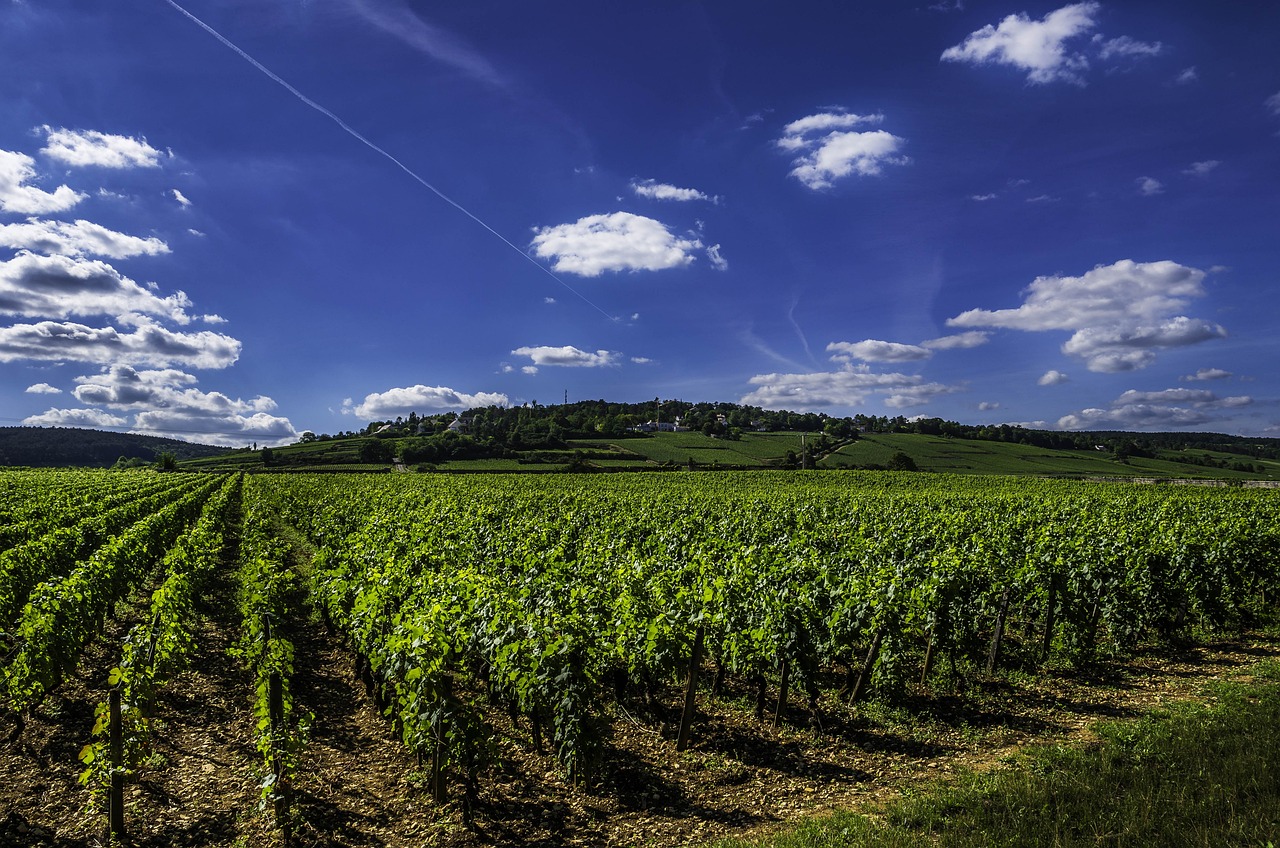 Œnotourisme - camping des sources